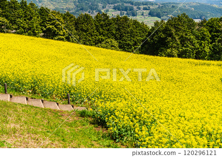 Rape blossoms and cherry blossoms on the Shirakimine Plateau [Isahaya City, Nagasaki Prefecture] 120296121