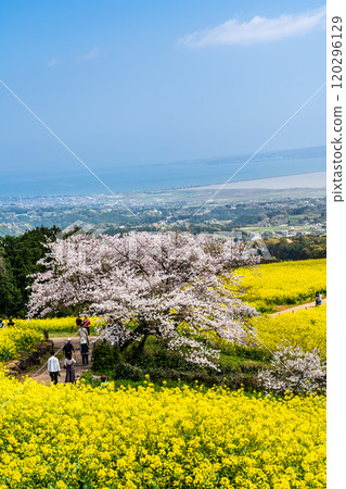 Rape blossoms and cherry blossoms on the Shirakimine Plateau [Isahaya City, Nagasaki Prefecture] 120296129