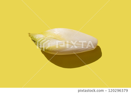 op view of a single white endive on a light yellow background, with a minimalist composition 120296379