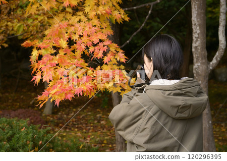 採取紅色葉子的婦女 採取紅色葉子的婦女 120296395