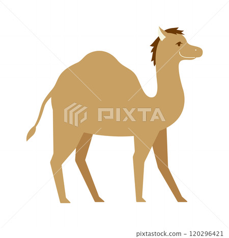 Illustration of a fashionable standing camel Illustration of a fashionable standing camel 120296421