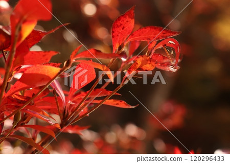 豆瓣杜鵑的火紅色 豆瓣杜鵑的火紅色 120296433