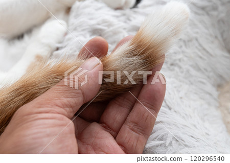 觸摸一隻可愛的貓、棕色虎斑貓和白色的尾巴 觸摸一隻可愛的貓、棕色虎斑貓和白色的尾巴 120296540
