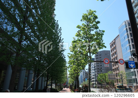 Street trees and a certain scene around a business building in Nihonbashi-Hamacho, Tokyo Cityscape Street trees and a certain scene around a business building in Nihonbashi-Hamacho, Tokyo Cityscape 120296605