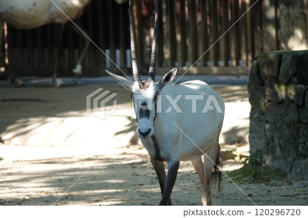 是不是很酷？我不認為有人問過我這個問題。 120296720