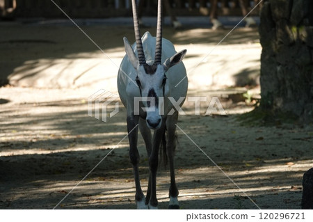 I think I was told it would be cool in the shade, but maybe not. I think I was told it would be cool in the shade, but maybe not. 120296721