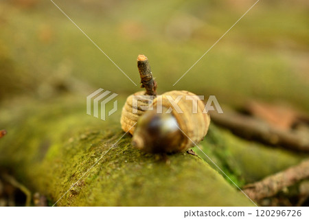 Acorn fell on moss 120296726
