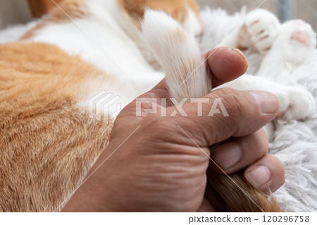 Touching the tail of a cute cat Brown tabby and white Touching the tail of a cute cat Brown tabby and white 120296758
