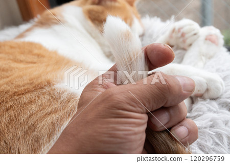 Touching the tail of a cute cat Brown tabby and white Touching the tail of a cute cat Brown tabby and white 120296759