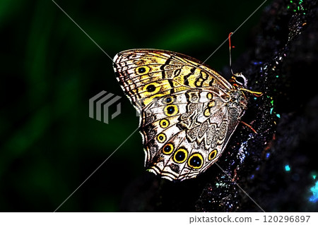 Image of a butterfly living in the forest Image of a butterfly living in the forest 120296897