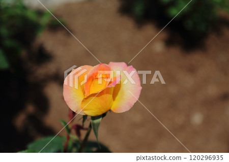 荒尾市少女公民花壇玫瑰花, 荒尾市少女公民花壇玫瑰花, 120296935