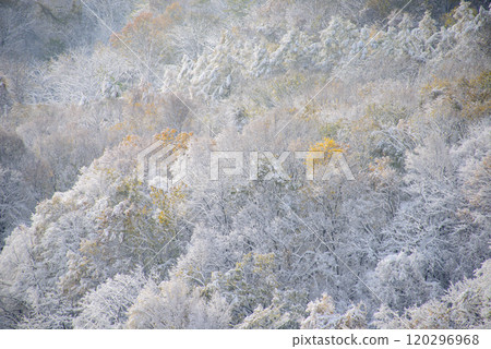 First snow on Mt. Moiwa_6198 First snow on Mt. Moiwa_6198 120296968