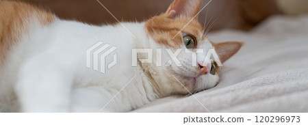 Staring cat, brown tabby white Staring cat, brown tabby white 120296973