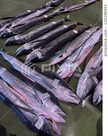 魚市場之旅 120296983