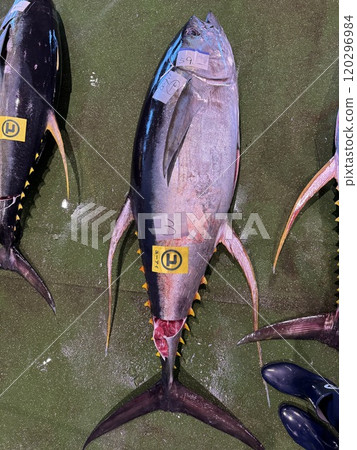 金槍魚 金槍魚 120296984