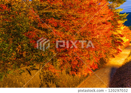 [Yamanashi Prefecture] Autumn leaves at Kawaguchiko Momiji Corridor illuminated 120297032