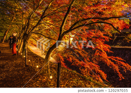 [Yamanashi Prefecture] Autumn leaves at Kawaguchiko Momiji Corridor illuminated 120297035