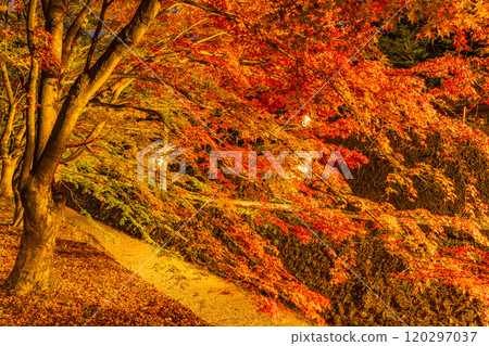 [Yamanashi Prefecture] Autumn leaves at Kawaguchiko Momiji Corridor illuminated 120297037