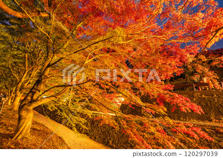 [Yamanashi Prefecture] Autumn leaves at Kawaguchiko Momiji Corridor illuminated 120297039