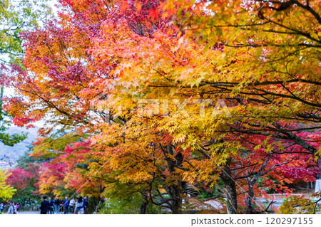 [Yamanashi Prefecture] Autumn leaves at the Kawaguchiko Momiji Corridor, evening view 120297155