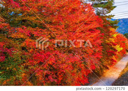 [Yamanashi Prefecture] Autumn leaves at the Kawaguchiko Momiji Corridor, evening view 120297170
