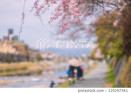 Photographing cherry blossoms along the Kamogawa Promenade in Kyoto Photographing cherry blossoms along the Kamogawa Promenade in Kyoto 120297361