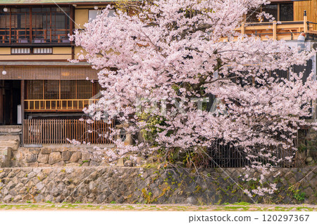 Photographing cherry blossoms along the Kamogawa Promenade in Kyoto Photographing cherry blossoms along the Kamogawa Promenade in Kyoto 120297367