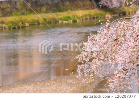 Photographing cherry blossoms along the Kamogawa Promenade in Kyoto 120297377