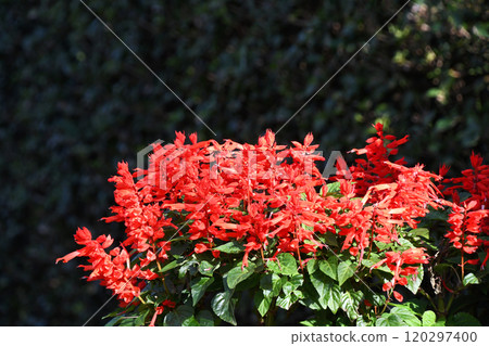 Salvia·Splendence 120297400