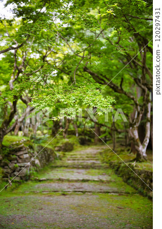 新鮮的綠色Saimyoji 新鮮的綠色Saimyoji 120297431