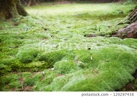 Fresh green Saimyoji Fresh green Saimyoji 120297438