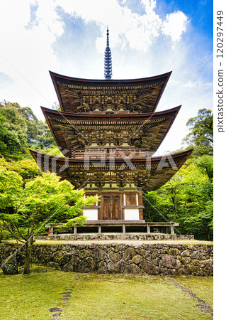 Fresh green Saimyoji 120297449