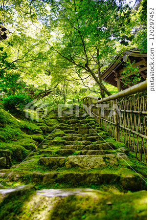 Fresh green Saimyoji 120297452