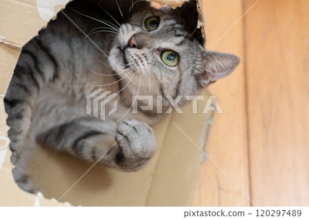 Cat in a cardboard box Sabatra cat 120297489