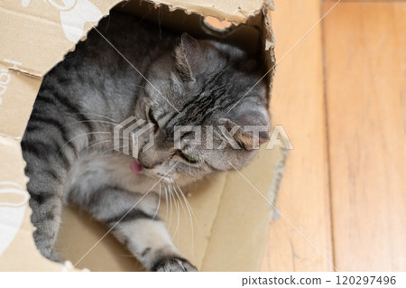 紙箱裡的貓 Sabatra 貓 120297496