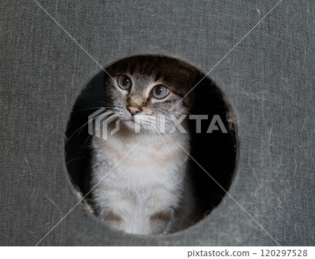 Cat in a cat tower: Siamese tabby cat 120297528