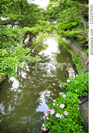 Hydrangeas blooming in Hachimanbori 120297602