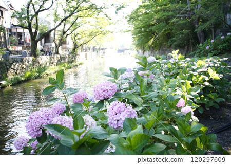 Hydrangeas blooming in Hachimanbori 120297609