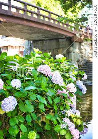 繡球花盛開的八幡堀 120297610