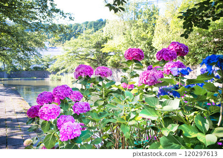 Hydrangeas blooming in Hachimanbori 120297613