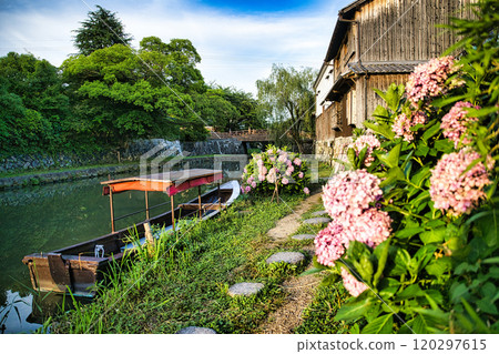 Hydrangeas blooming in Hachimanbori 120297615
