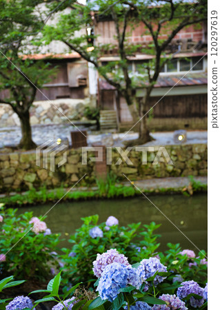 Hydrangeas blooming in Hachimanbori 120297619