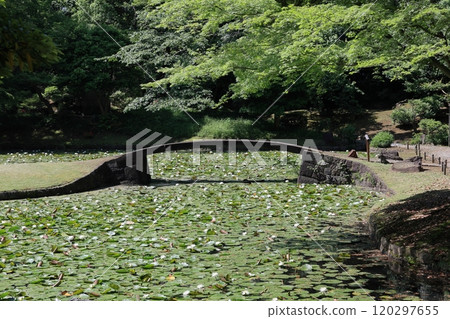 初夏的小石川後樂園 初夏的小石川後樂園 120297655