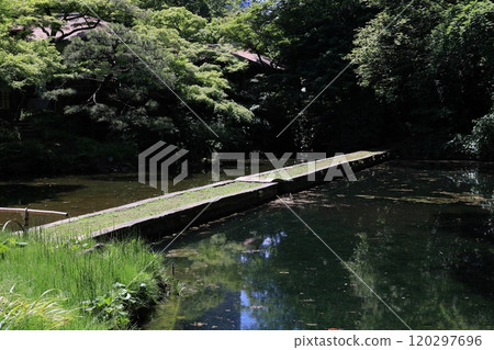 Koishikawa Korakuen Garden (bank of Lake Saiko) in early summer Koishikawa Korakuen Garden (bank of Lake Saiko) in early summer 120297696