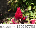 Cockscomb planted in a flower bed 120297758