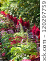 Cockscomb planted in a flower bed 120297759