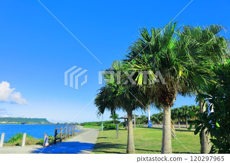 [沖繩縣] 陽光明媚的海中路海灘和棕櫚樹 120297965