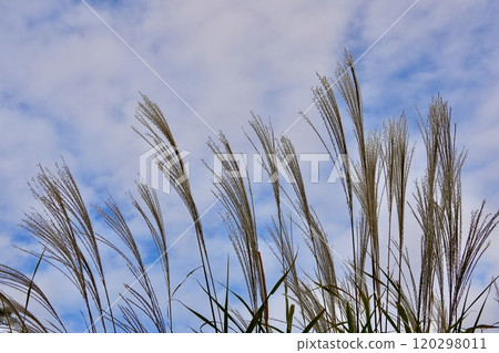 Autumn scenery of silver grass against the blue sky Autumn scenery of silver grass against the blue sky 120298011
