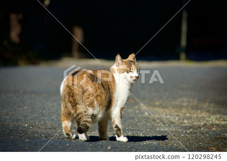 Landscape with a cat 120298245