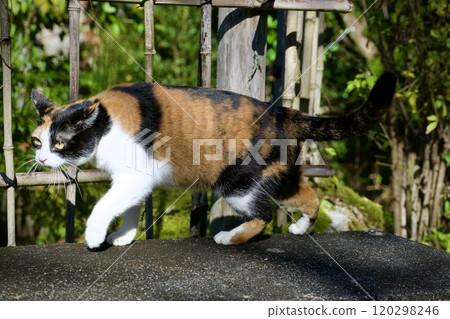 景觀與一隻貓 120298246